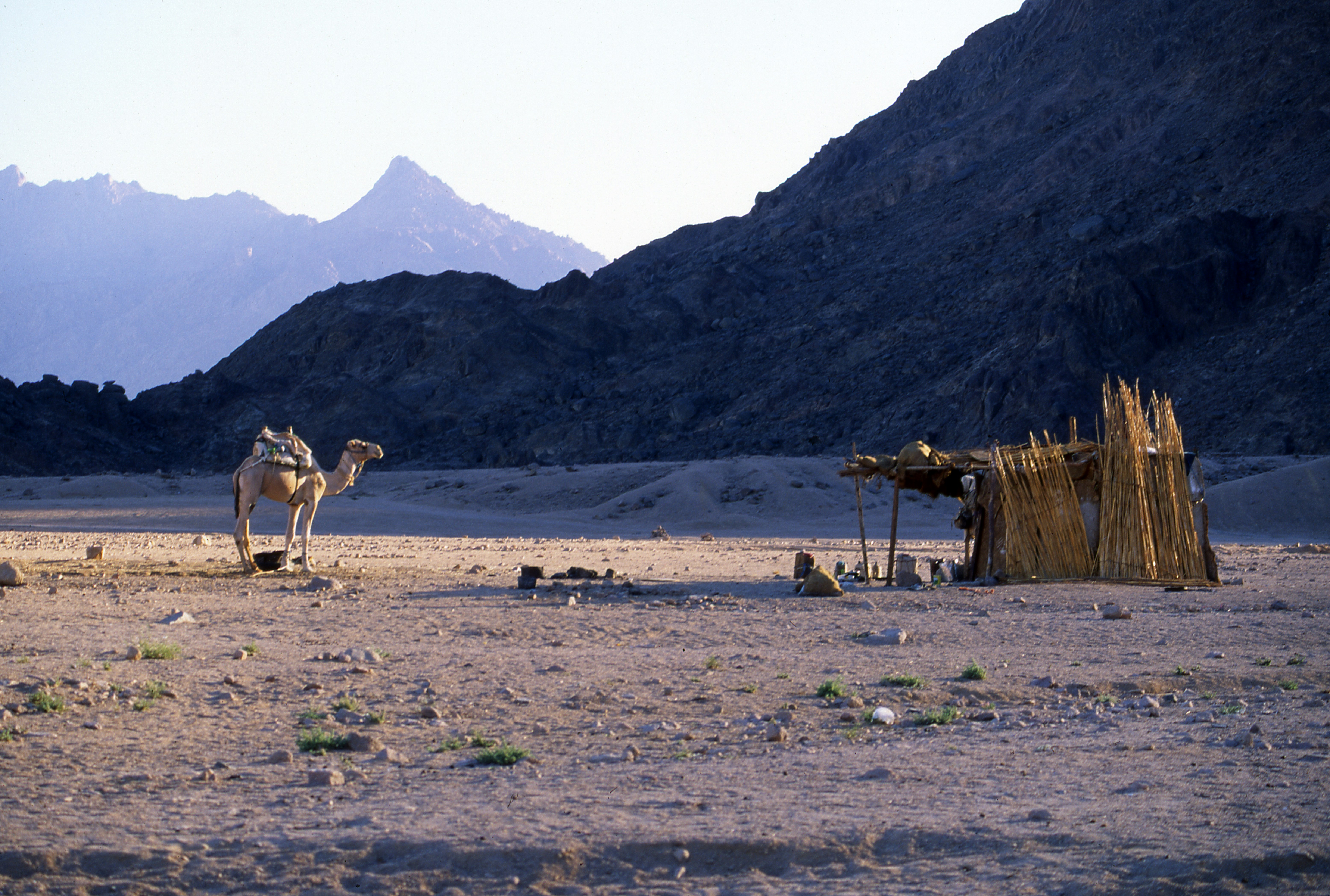 brown deer on brown field during daytime