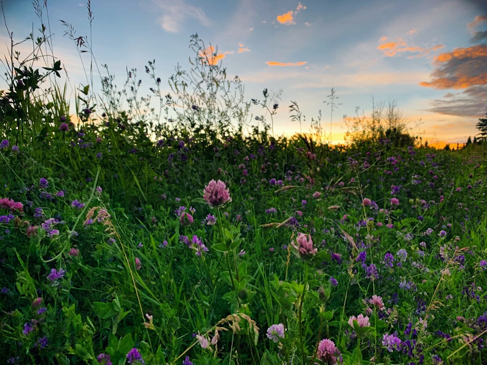 purple flower field during sunset