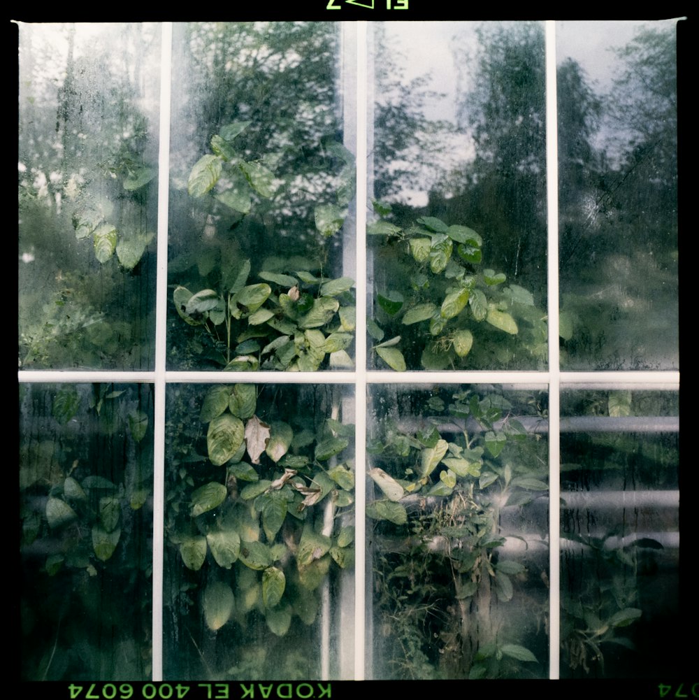 green leaves on white window