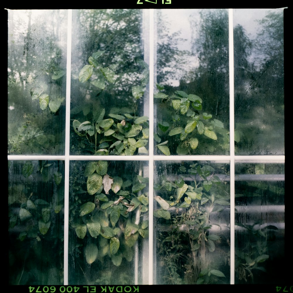 feuilles vertes sur fenêtre blanche