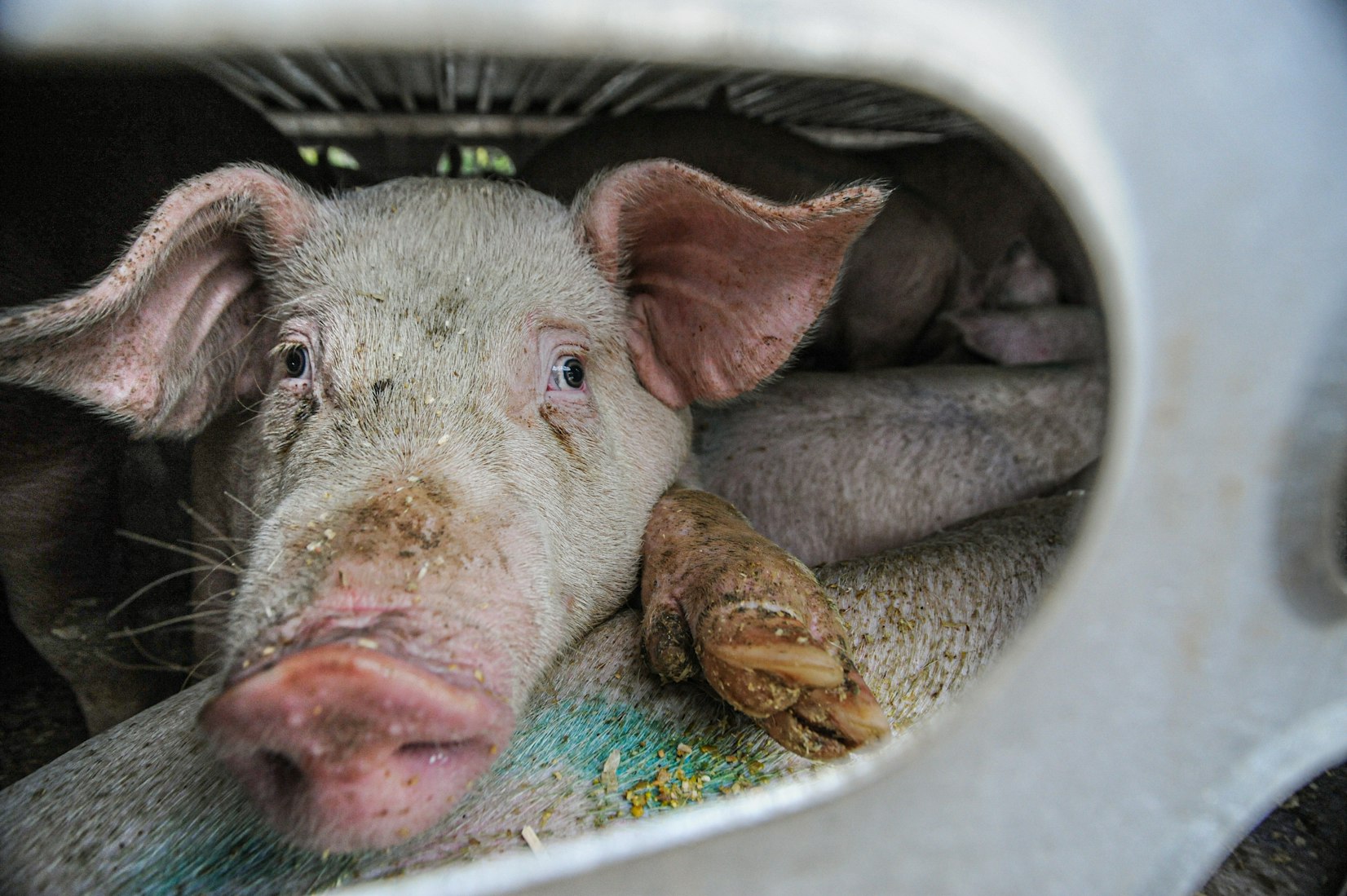 Virus Plagues the Pork Industry, and Environmentalists