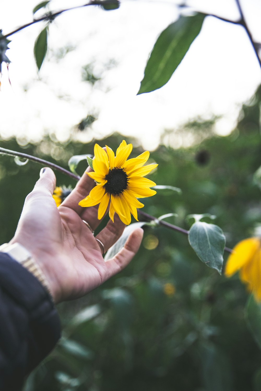 person holding yellow flower during daytime