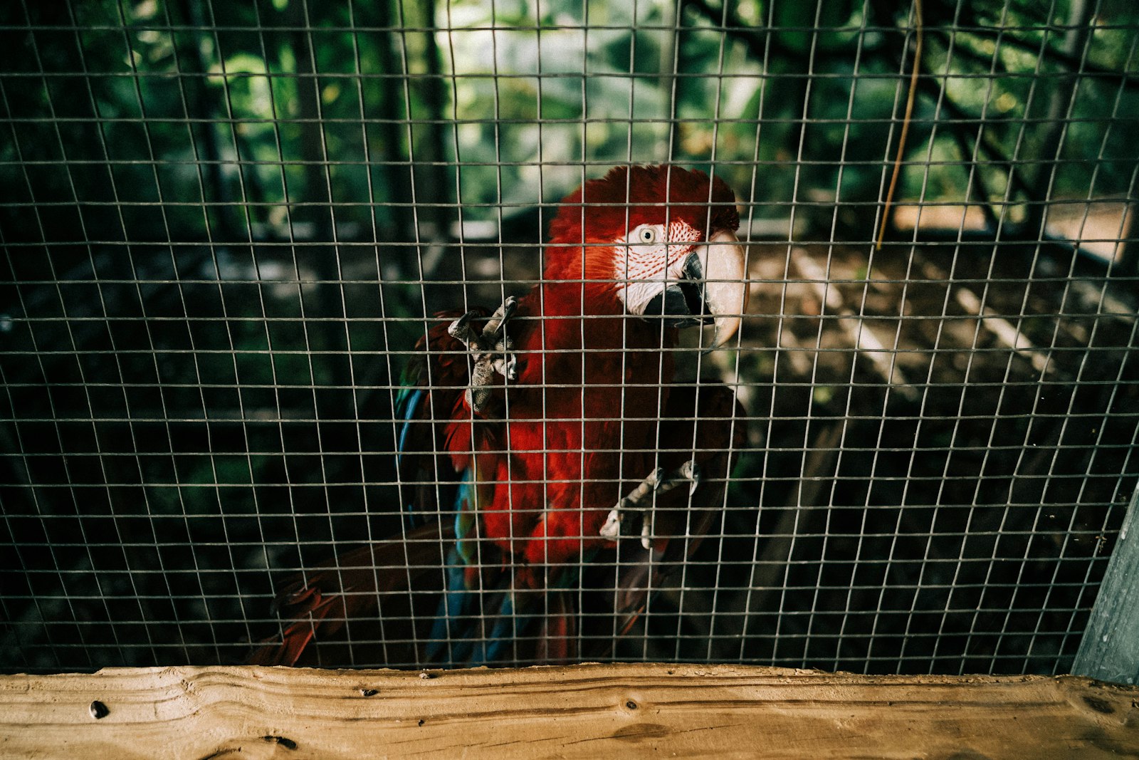 Leica M10 sample photo. Red and white bird photography