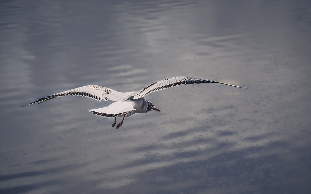 white and black bird flying over the sea