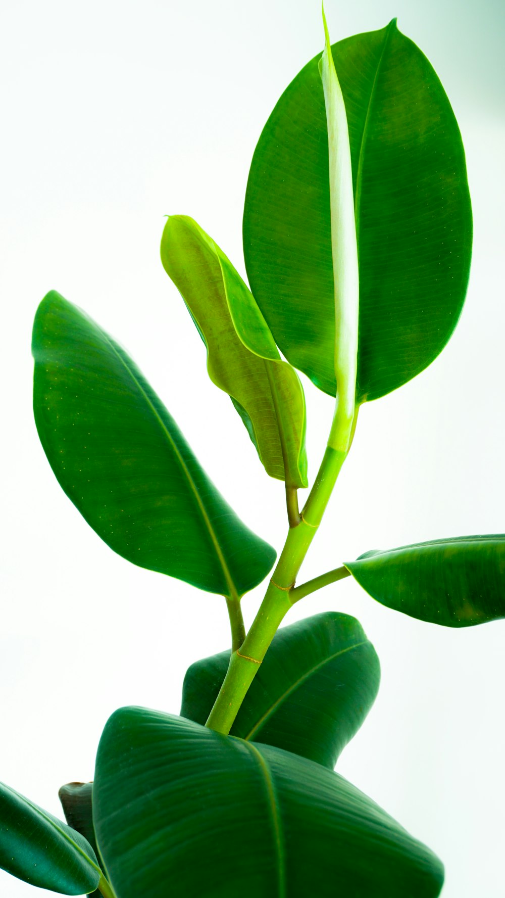 pianta a foglia verde con sfondo bianco