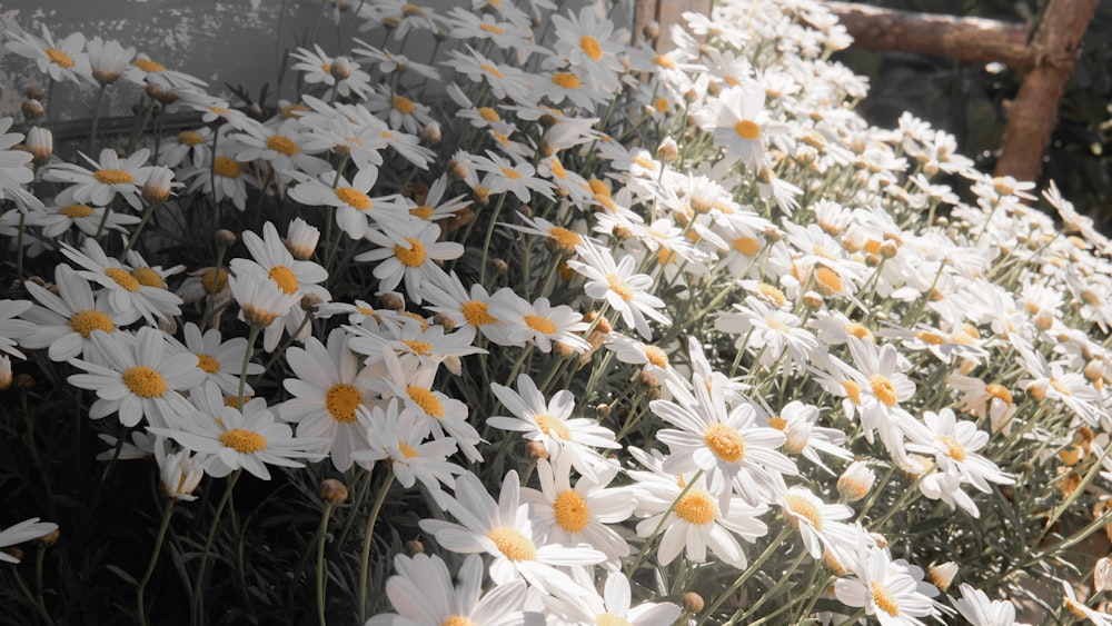 white and yellow flowers during daytime
