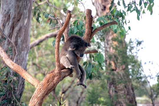 koala on tree branch during daytime in Mornington Peninsula Australia