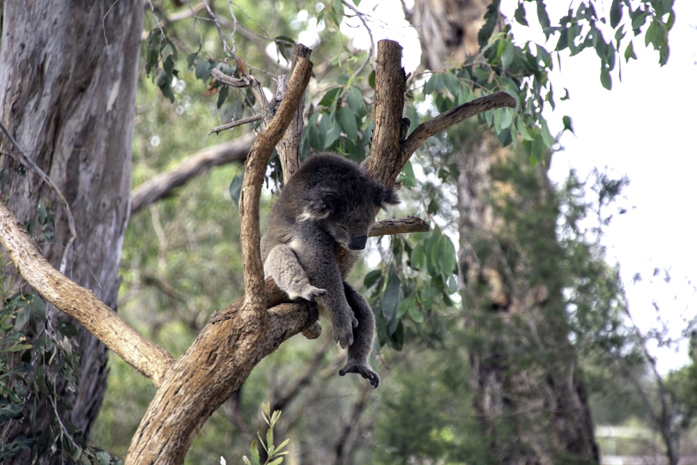 Koala en la rama de un árbol durante el día