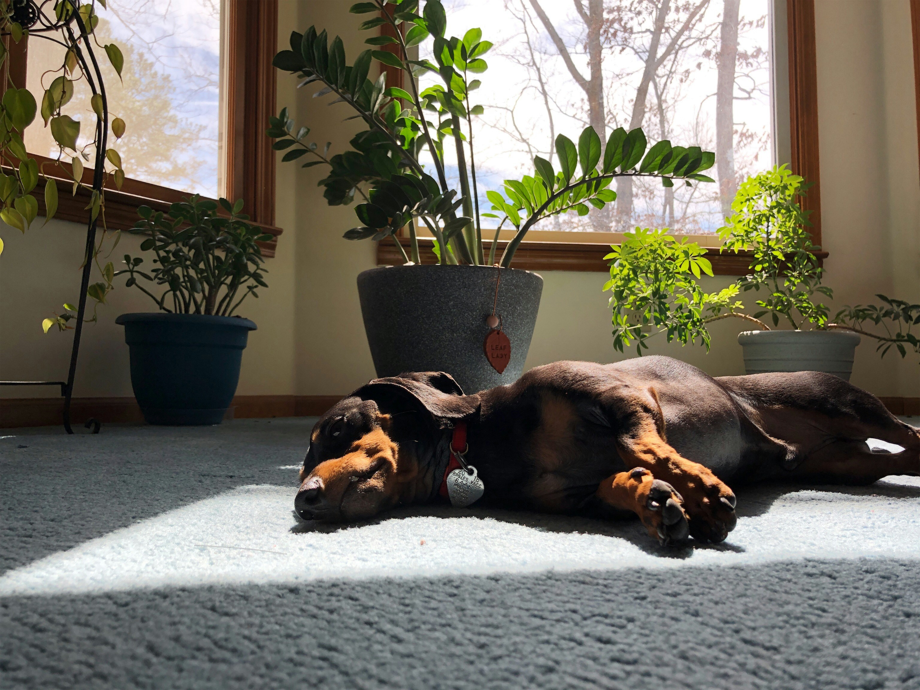 Where Can I Find Dachshund Puppies For Sale