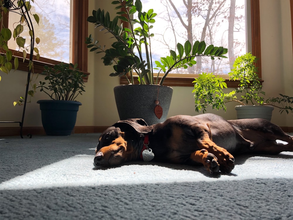 black and tan short coat medium sized dog lying on grey textile