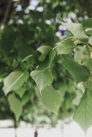 Close-up of natural textures and light playing on leaves in a forest.