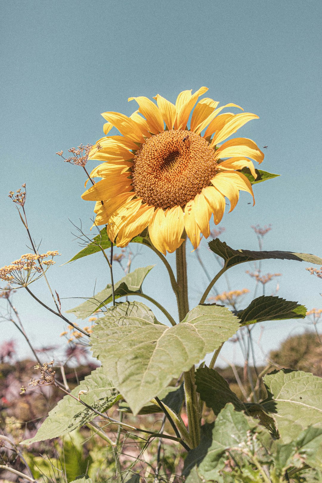 yellow sunflower in bloom during daytime