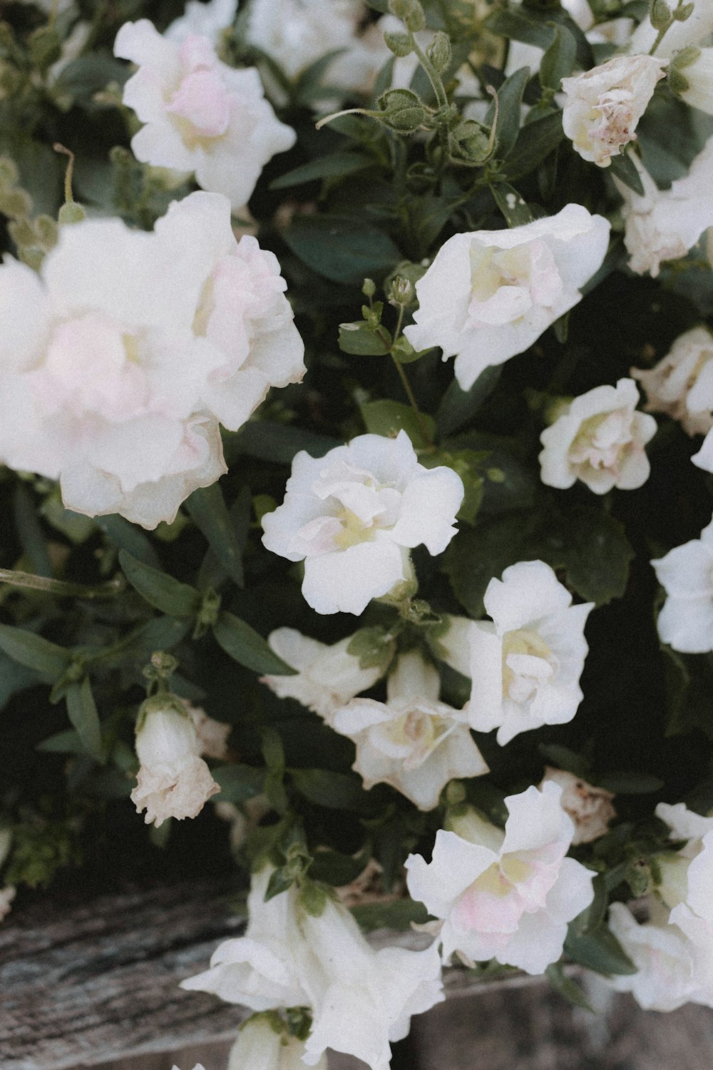 pink and white flowers with green leaves