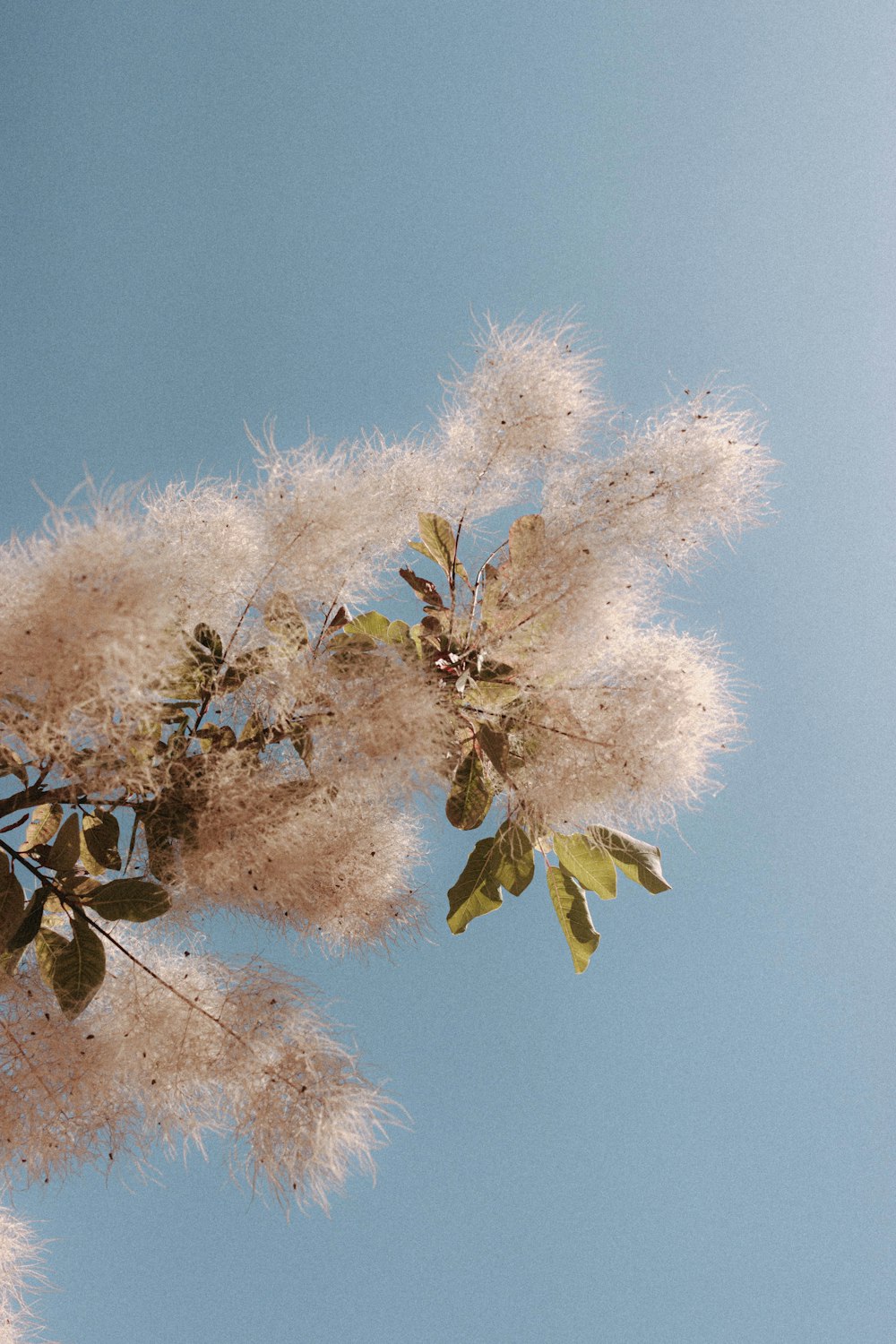 white flower under blue sky during daytime