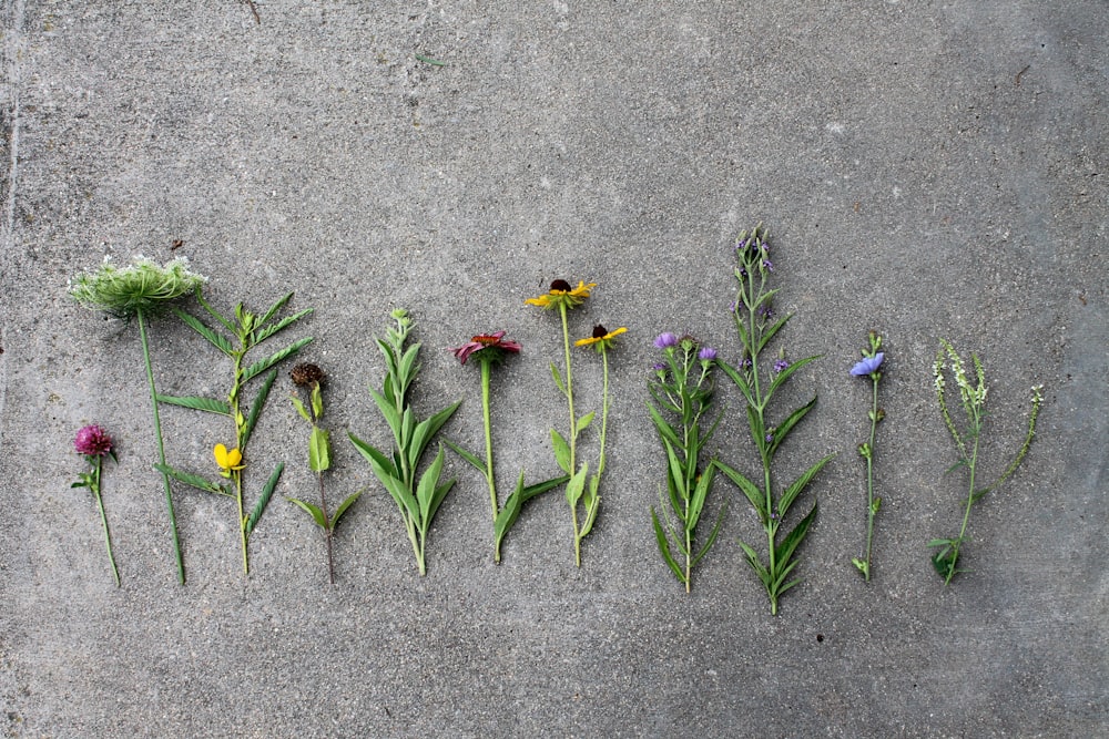 red and yellow flower on gray concrete floor