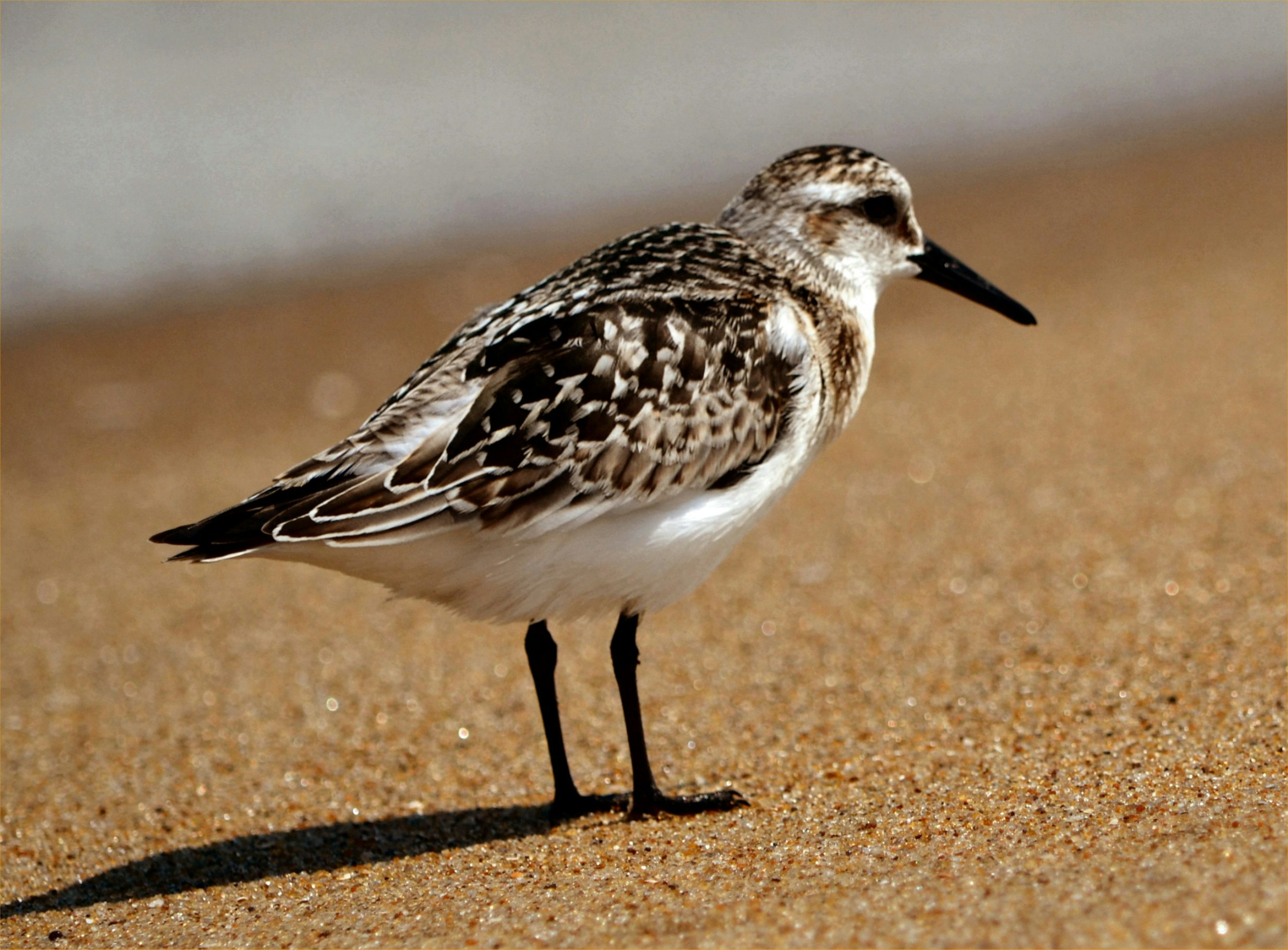 Photo by rogerbruner