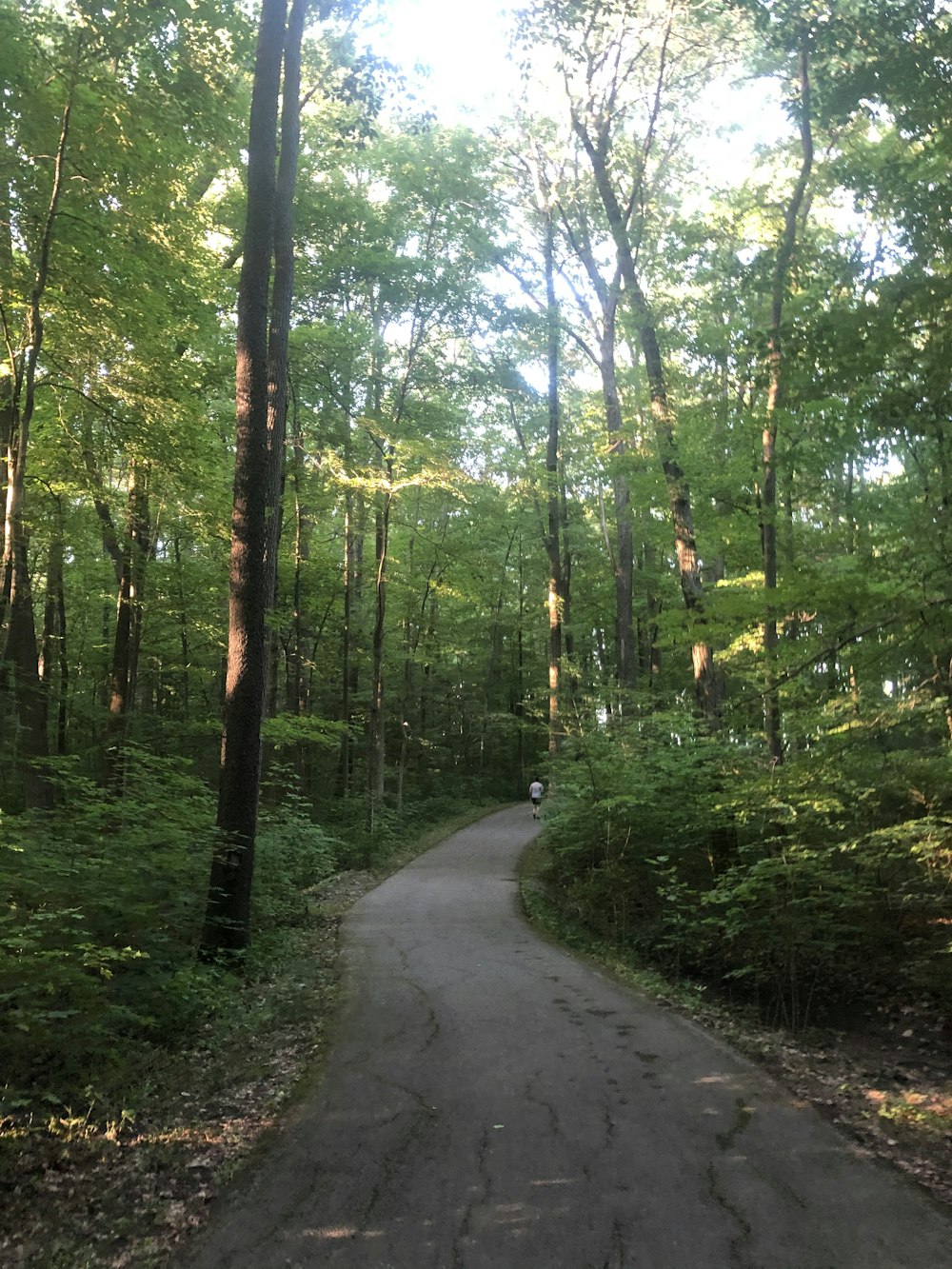 gray concrete road between green trees during daytime