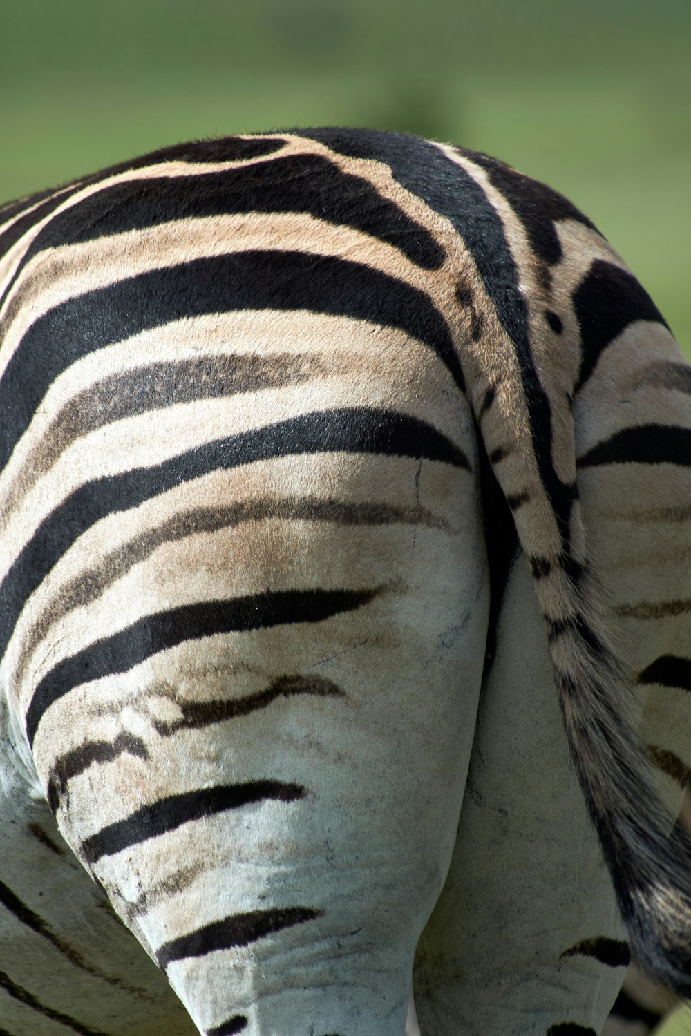 black and white zebra print textile