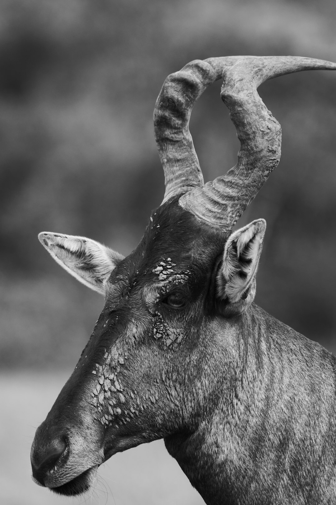 grayscale photo of a deer