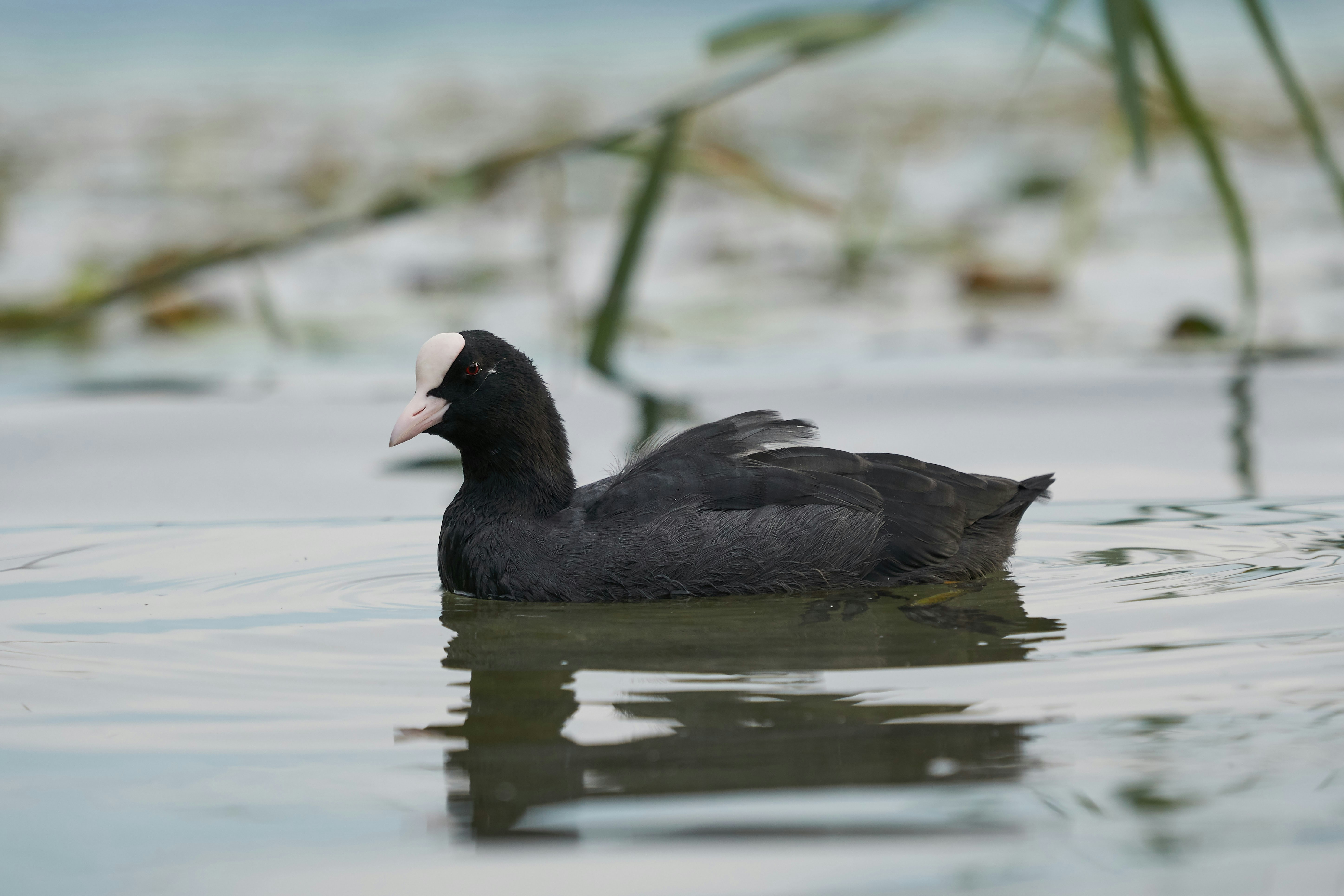 Photo by wolfgang_hasselmann