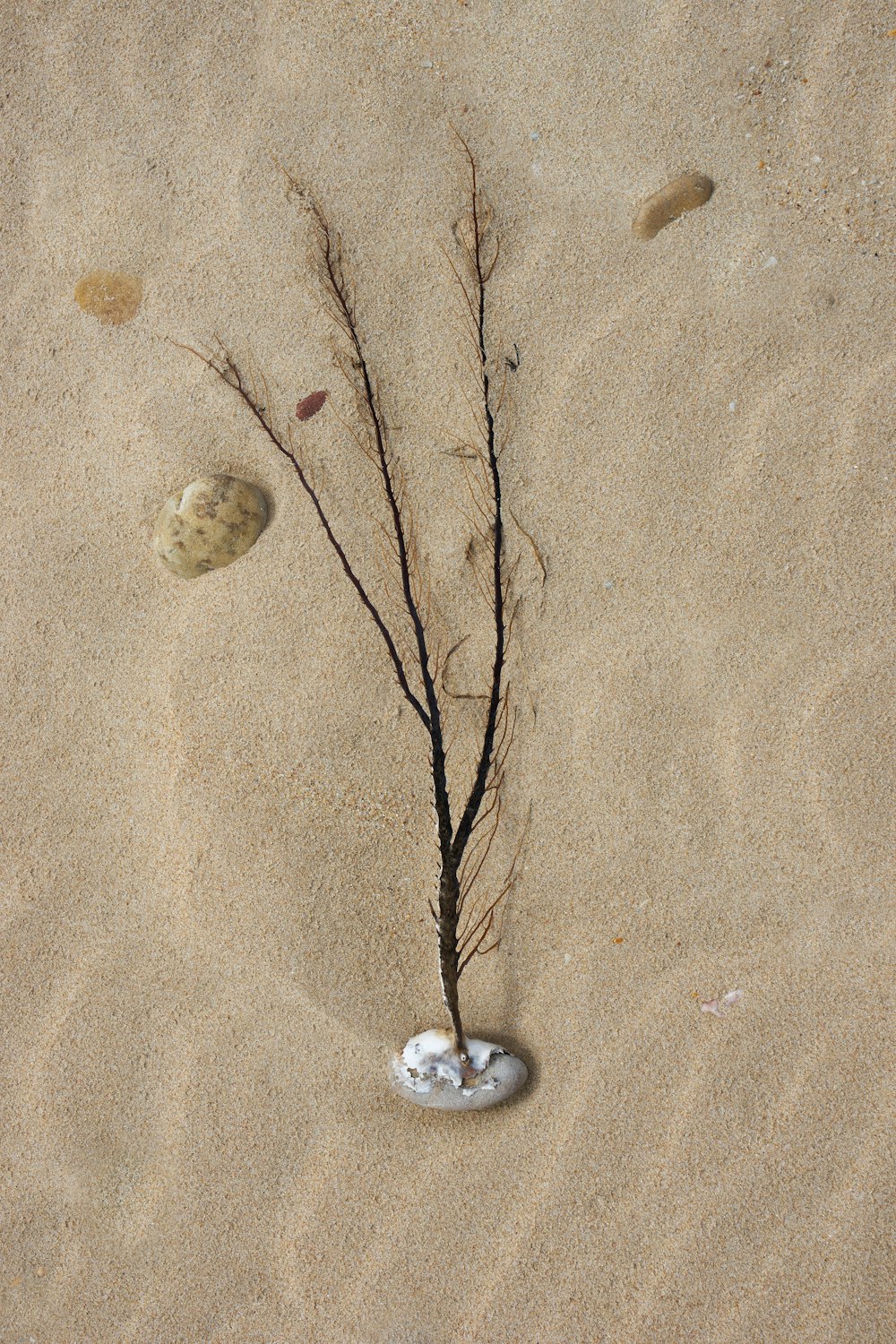 white and blue stone on white sand