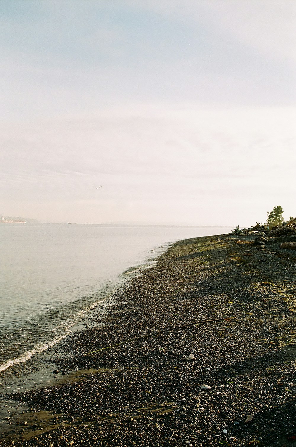 green trees on brown field near body of water during daytime