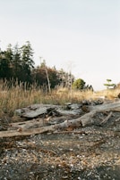 A serene coastal scene showcasing driftwood art installations.