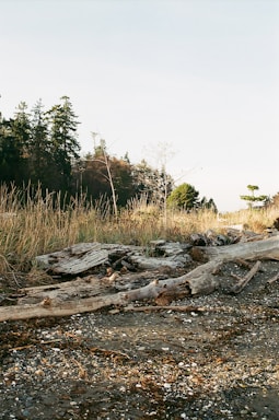 A serene coastal landscape with driftwood and sea glass scattered along the shoreline.