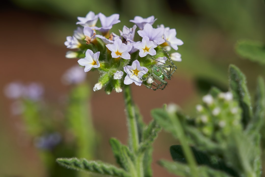 white flower in tilt shift lens