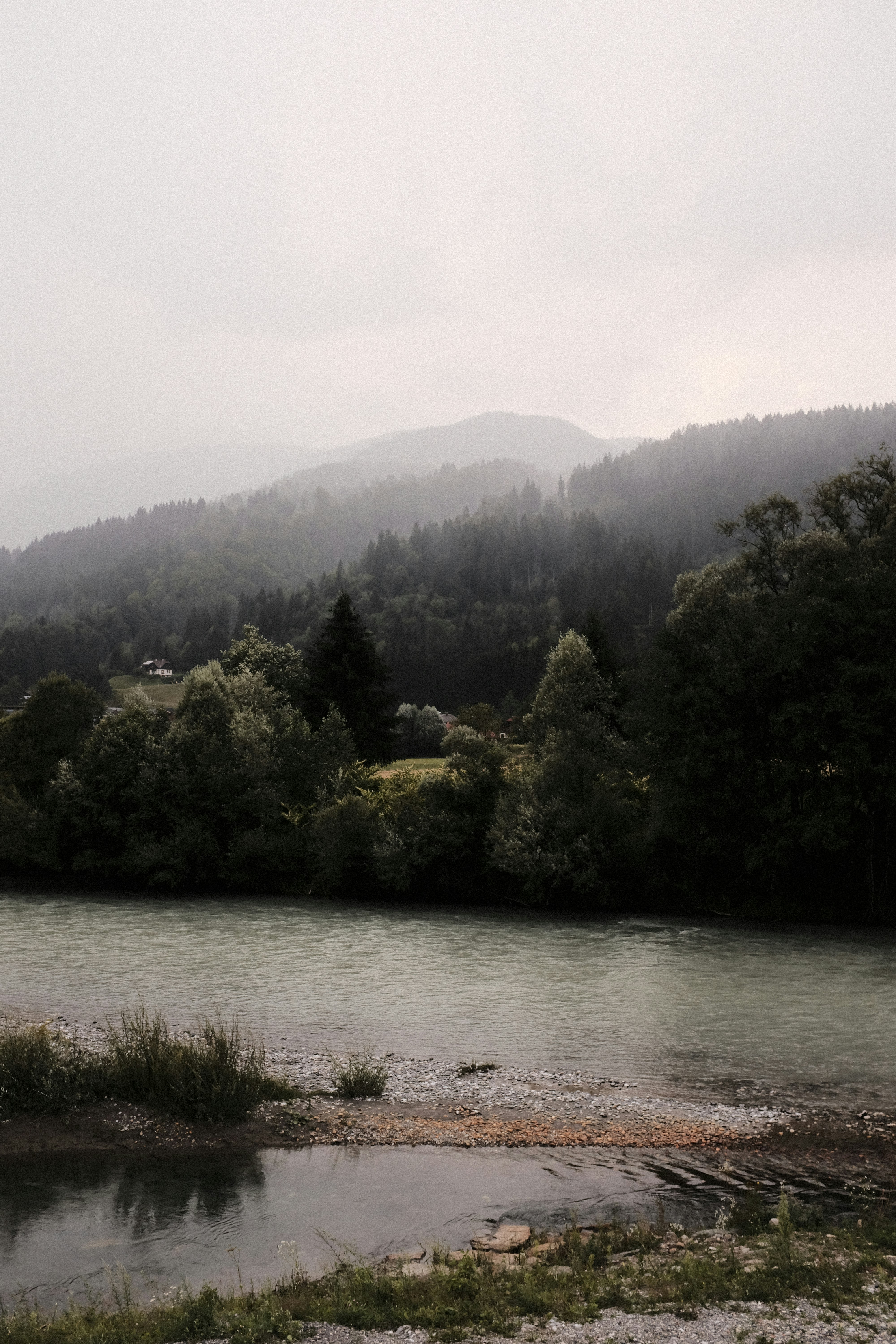 green trees near body of water during daytime