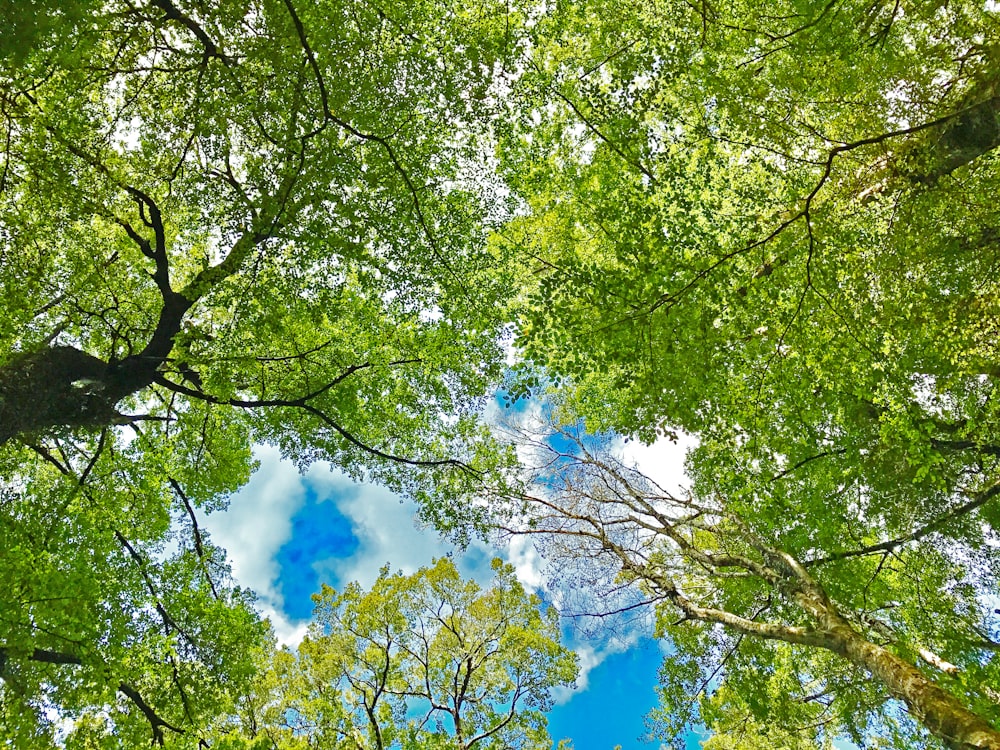 árvore verde sob o céu azul e nuvens brancas durante o dia