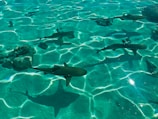 black shark in body of water