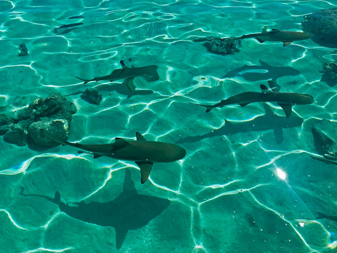 Sharks in Bora Bora