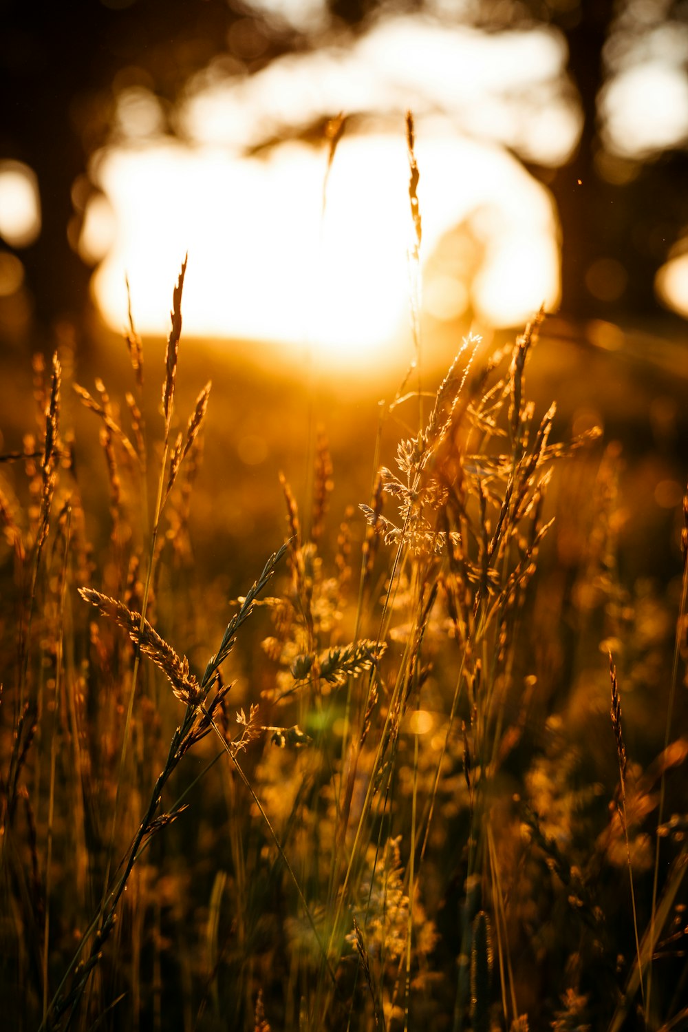 brown grass during golden hour