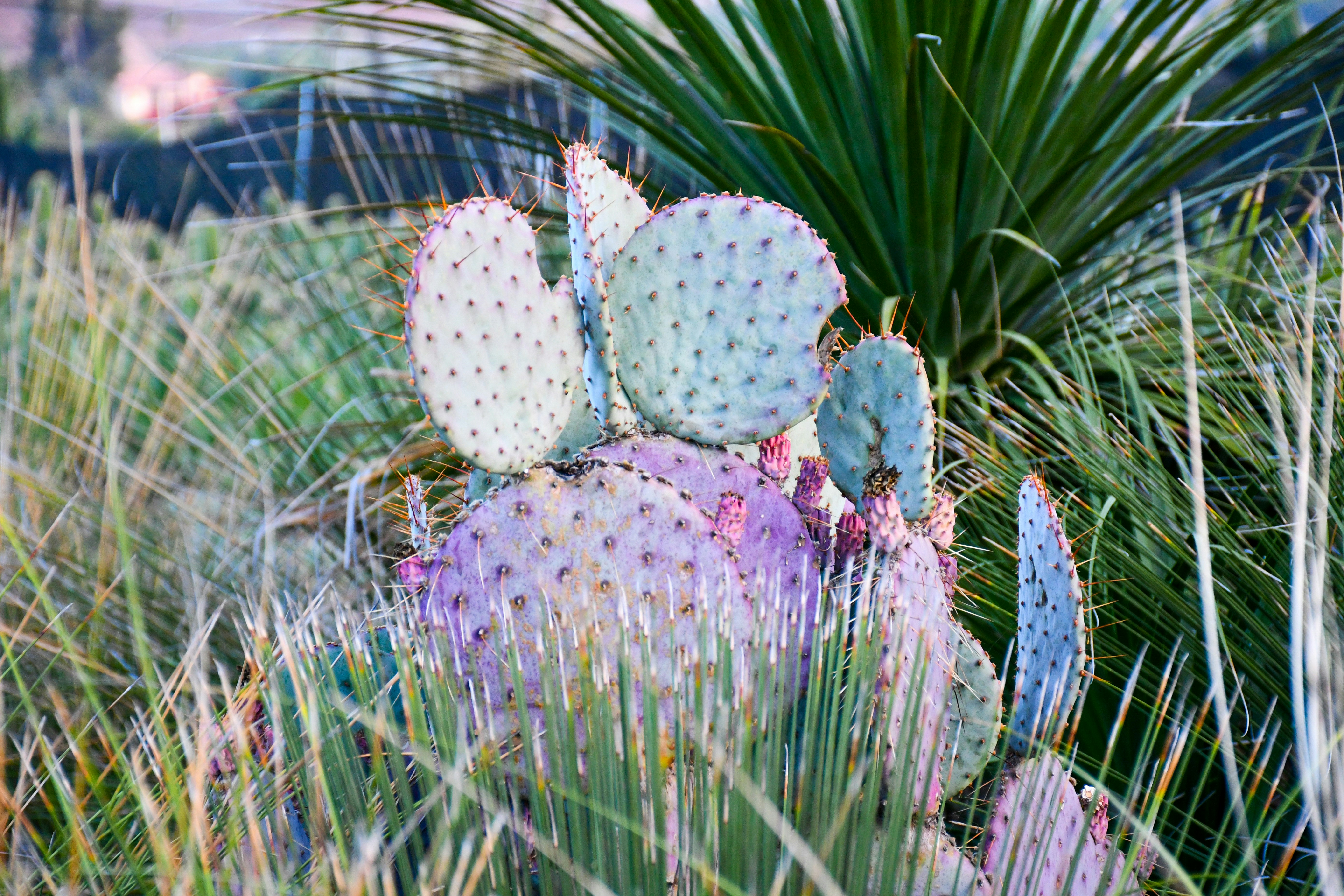 Photo by succulentmarket