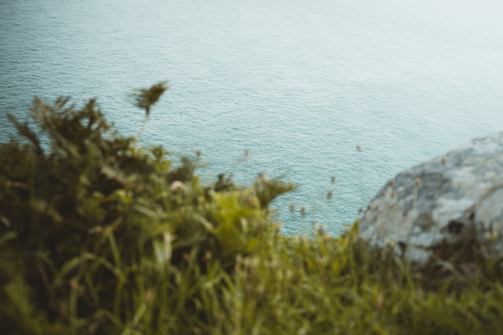 green grass near body of water during daytime