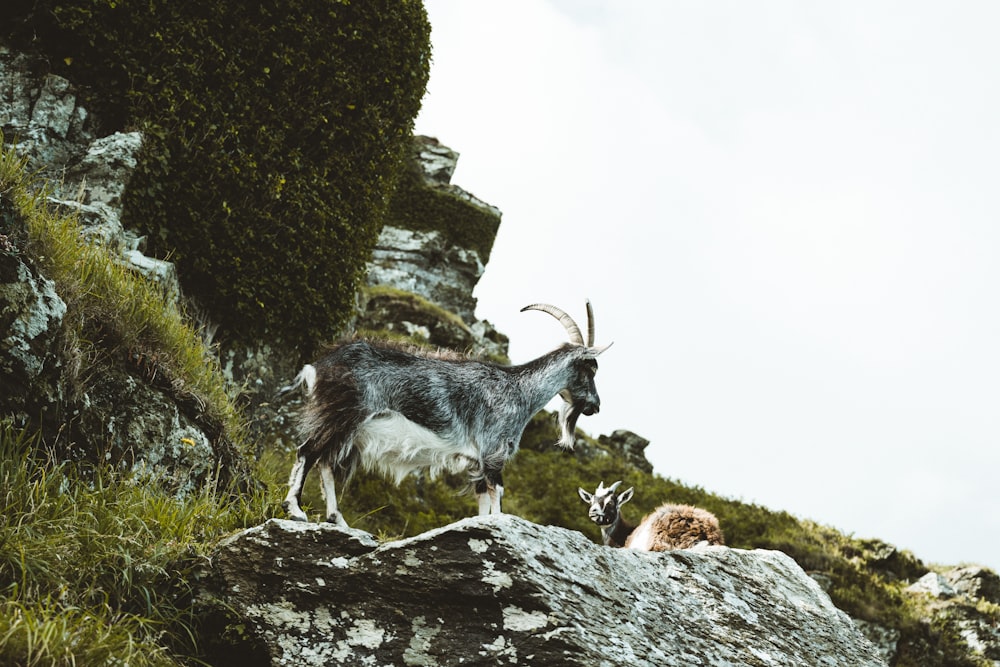 white and black goat on rocky mountain during daytime