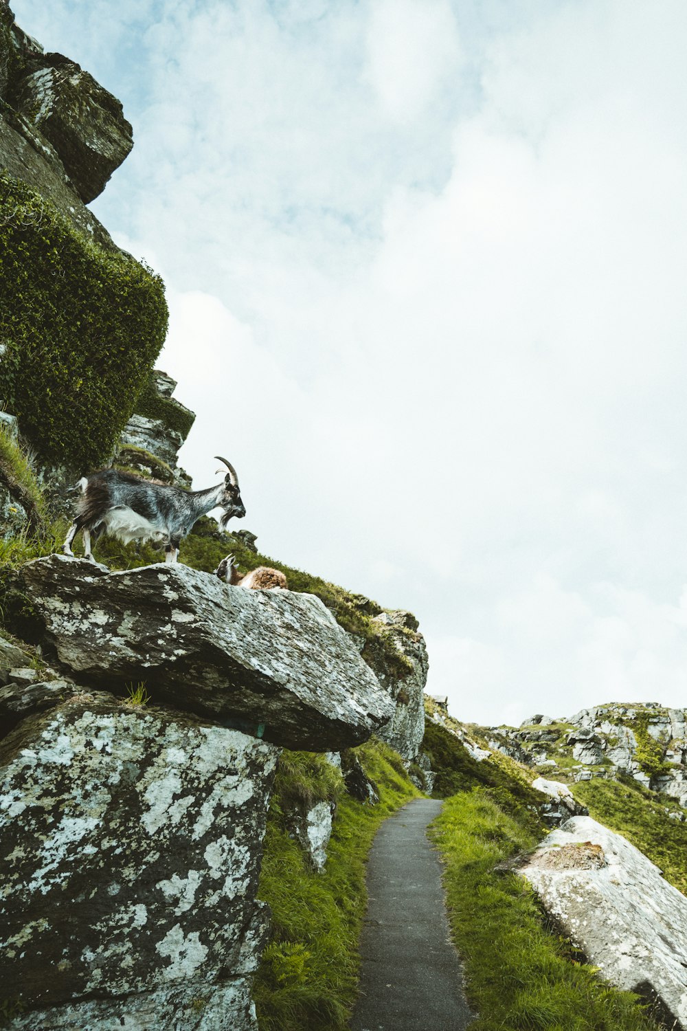 black and white goat on gray rock