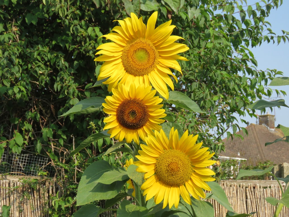 sunflower in bloom during daytime