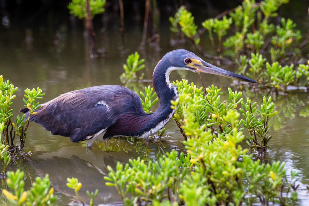 grue couronnée noire sur l’eau