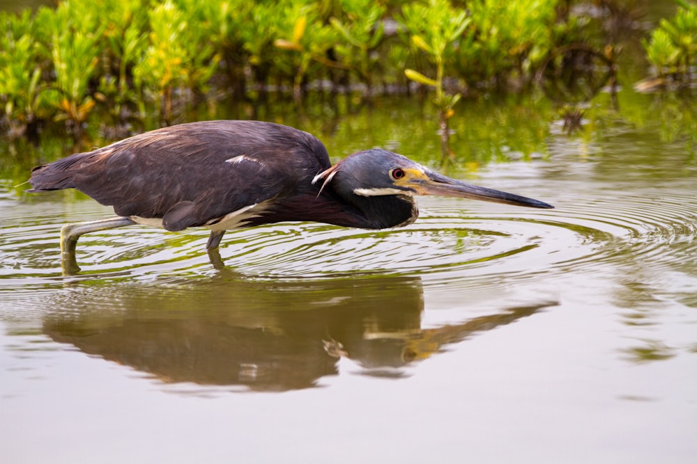 昼間の水上の黒い鳥