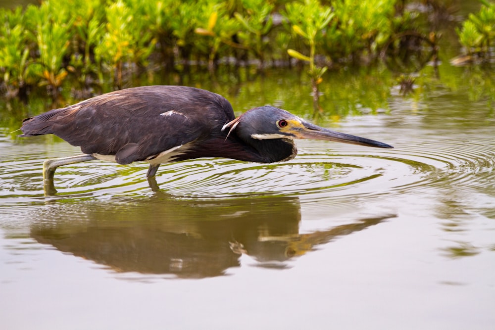 black bird on water during daytime