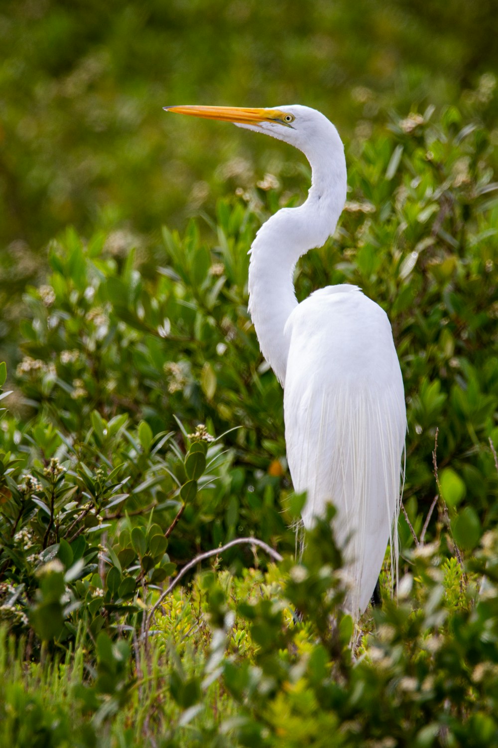 white bird on brown grass during daytime