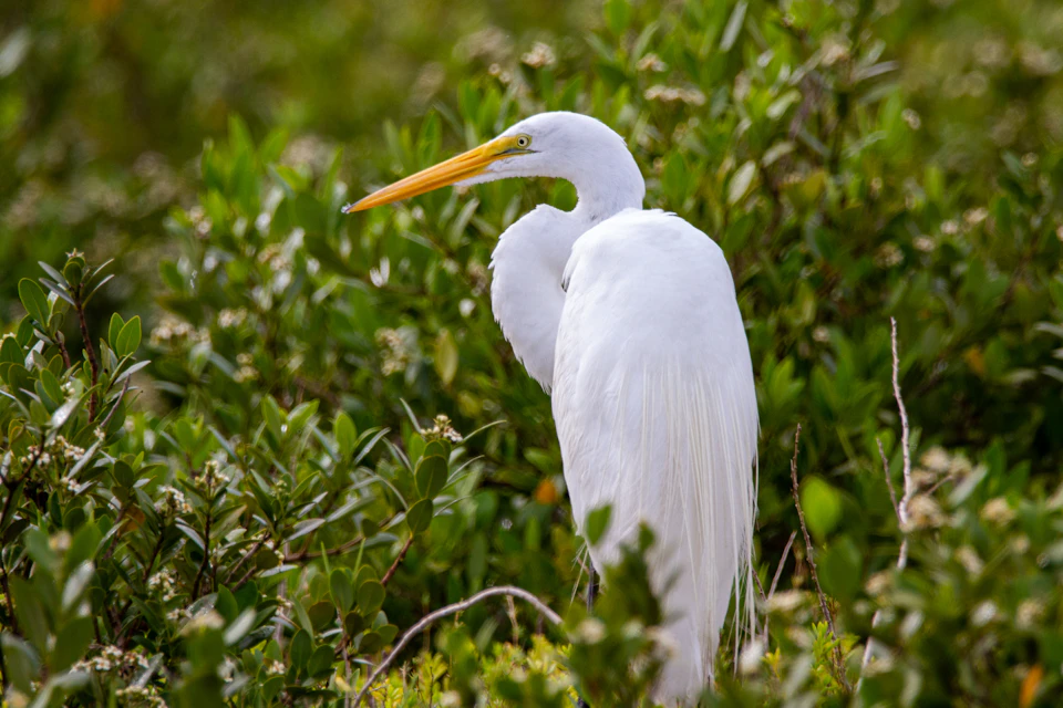 The image depicts a white bird with a yellow beak and legs standing on one leg, facing to the right side of the frame. The bird is surrounded by lush green foliage, including bushes and trees, creating a natural habitat for it.