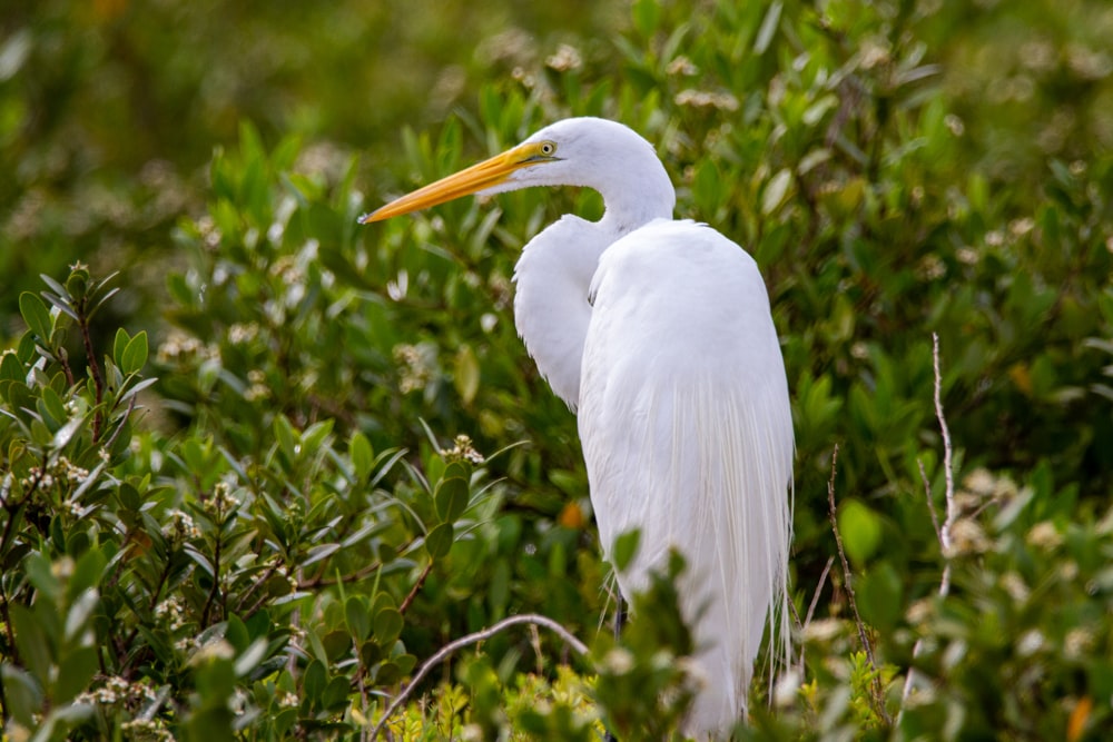 white bird on green plant