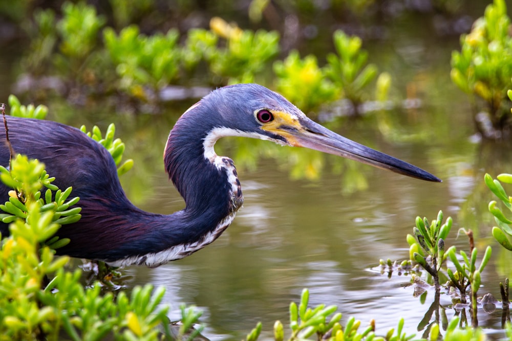 black crowned crane on water