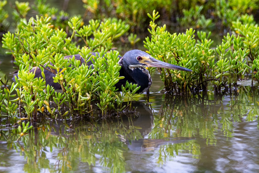 black stork on water during daytime