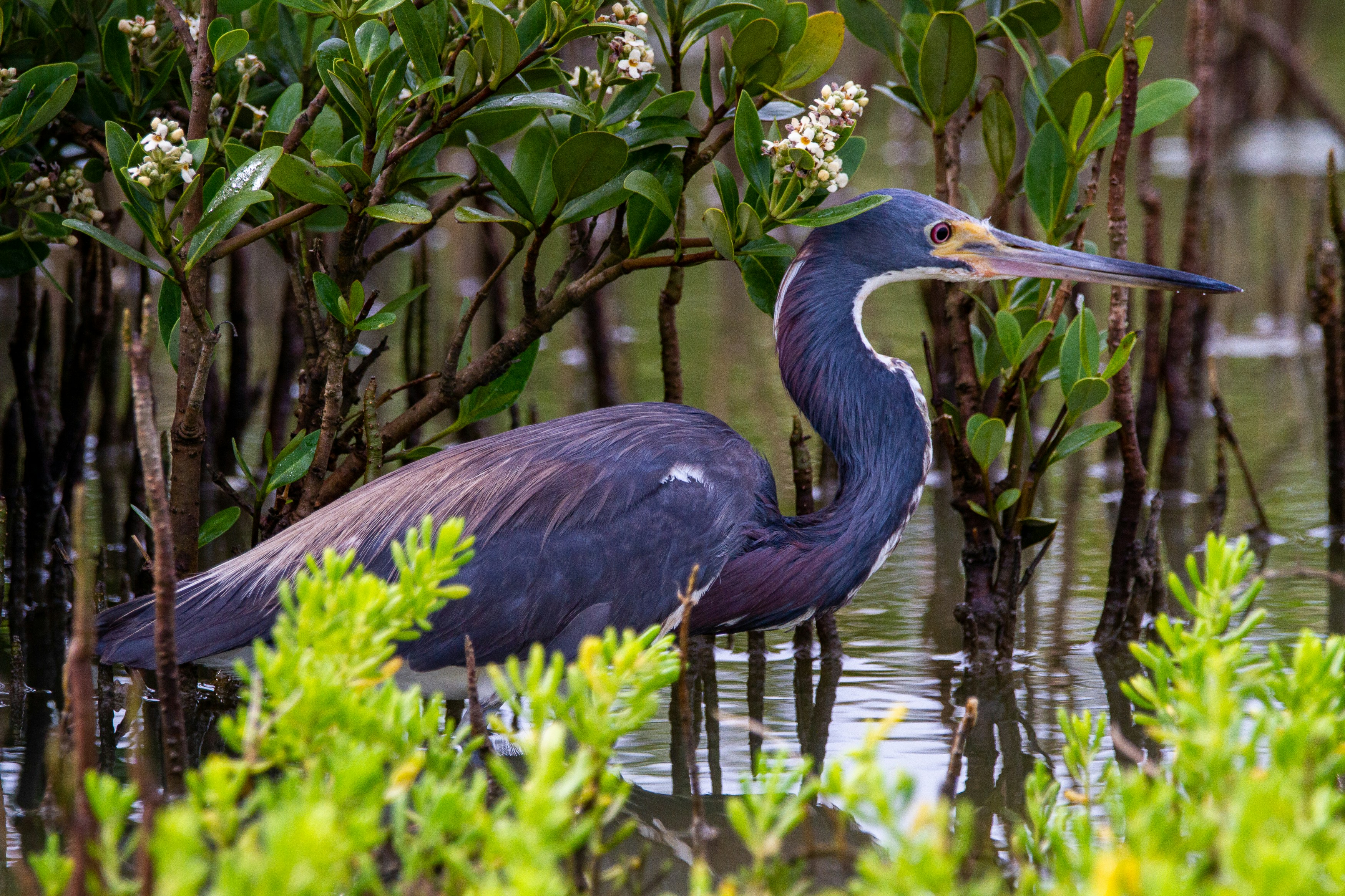 black and white bird on water, A tricolor heron hunting for fish.