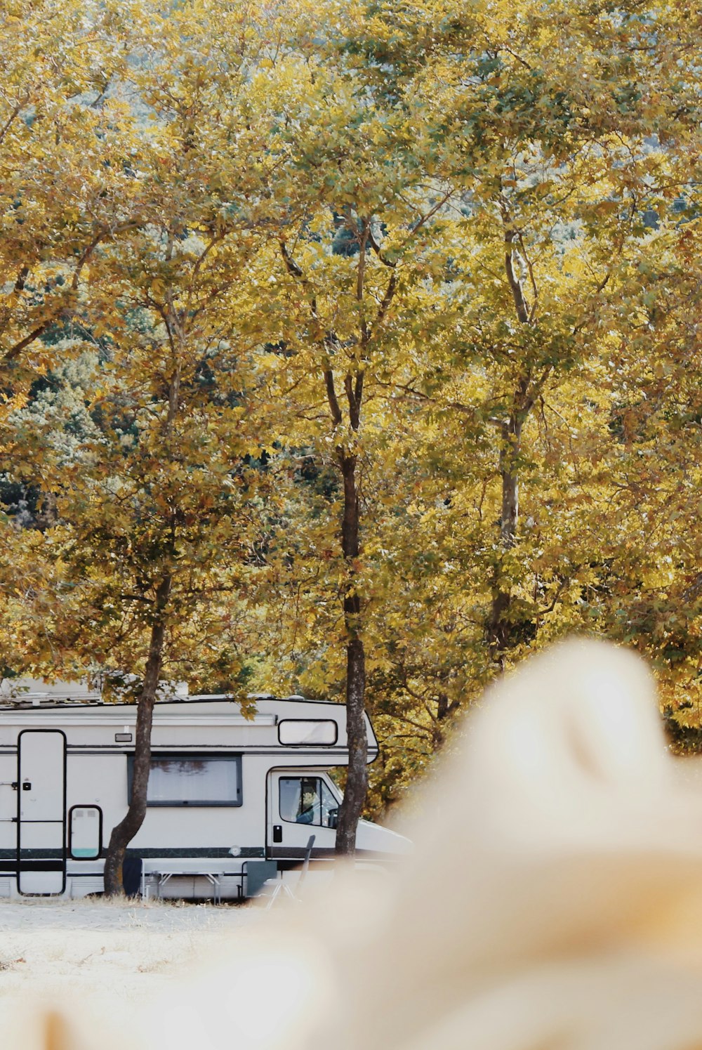 white van in the forest during daytime