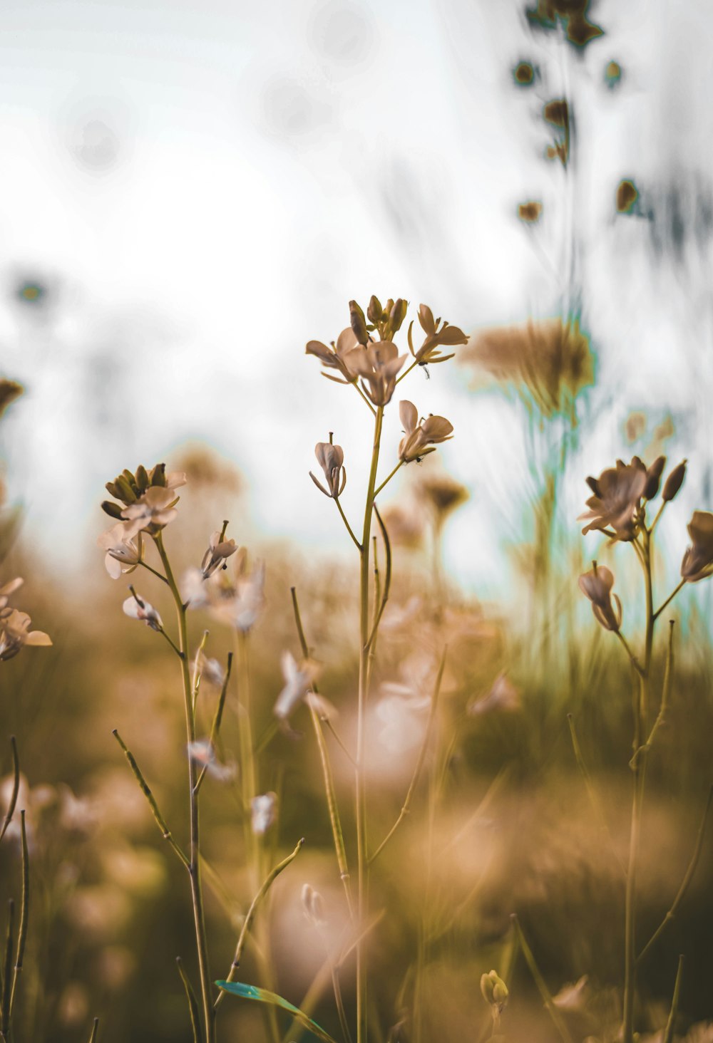 Blaue Blumen in der Tilt-Shift-Linse